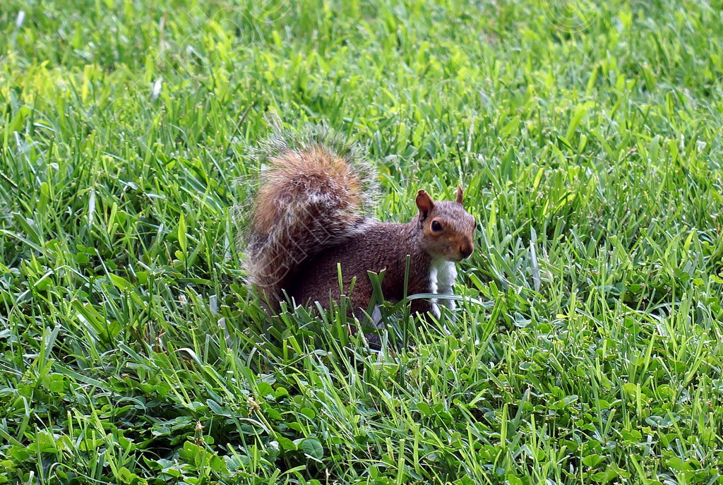 Un écureuil gris se tient dans l'herbe verte, à l'affût.