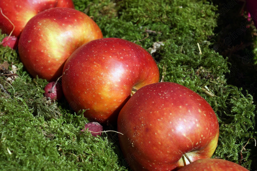 Trois pommes rouges posées sur un lit de mousse verte.