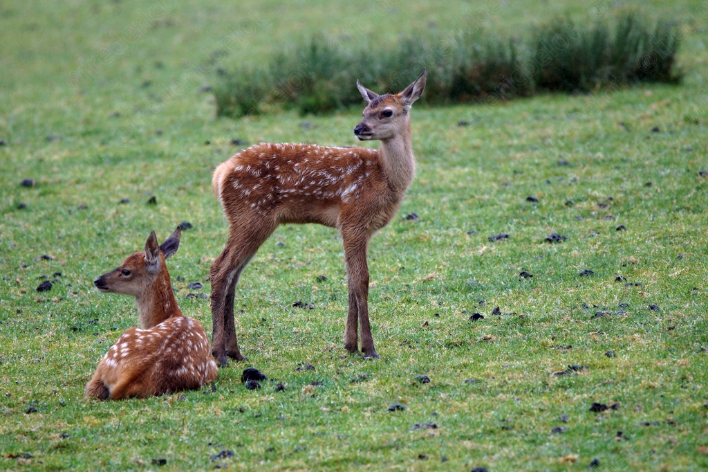 Un faon et une biche se tiennent dans un pré verdoyant.