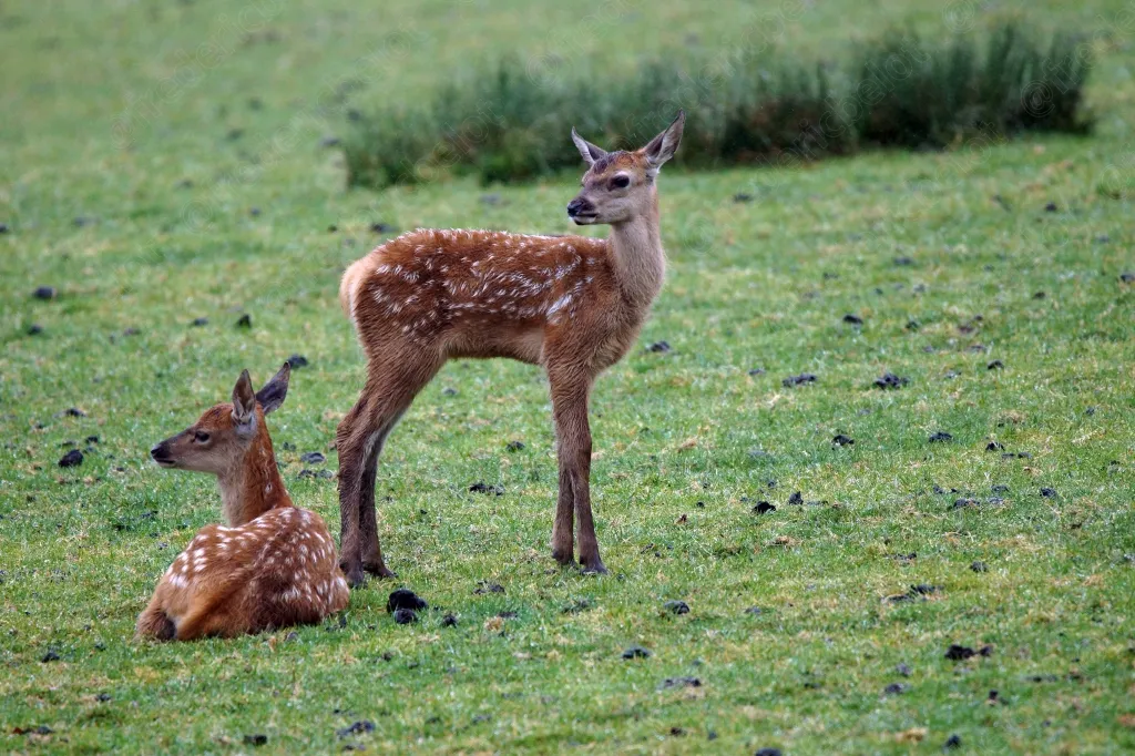 Animaux