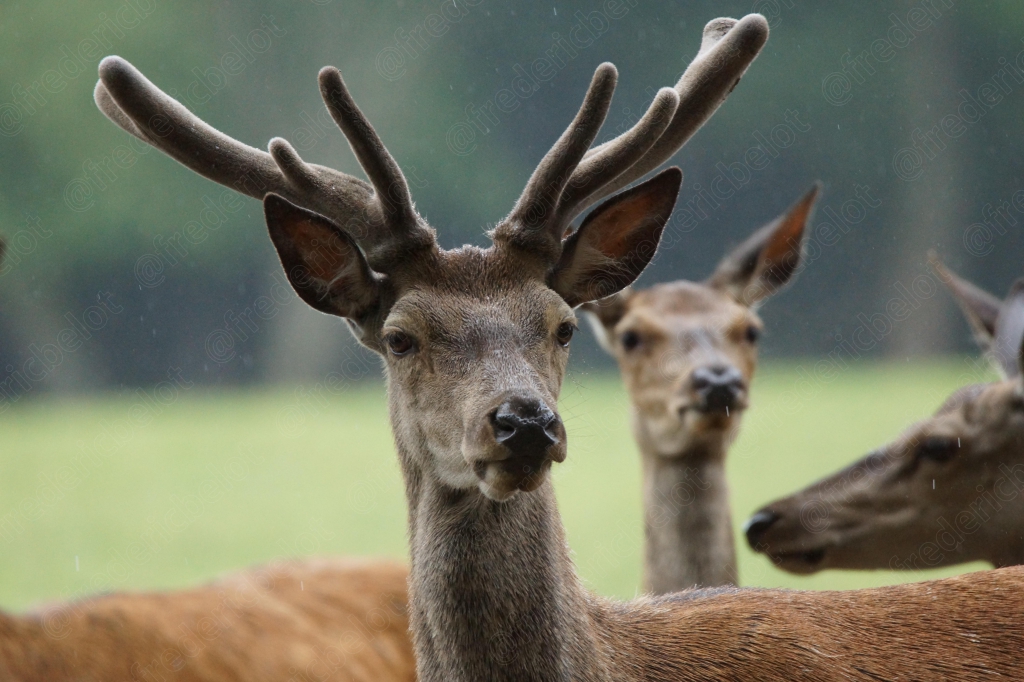Portrait rapproché d'un cerf aux bois imposants, biches en arrière-plan.