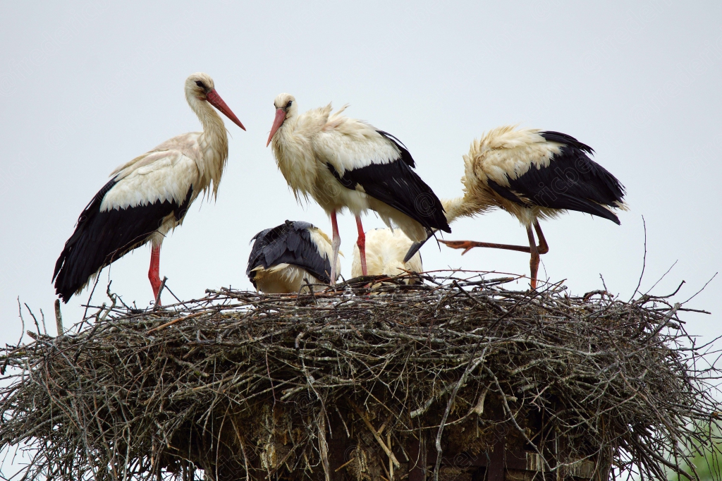 Un groupe de cigognes blanches se tient debout dans un grand nid de branchages.