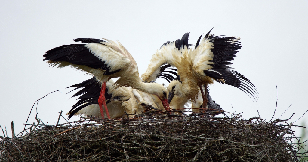 Des cigognes se posent dans leur nid, ailes largement déployées.