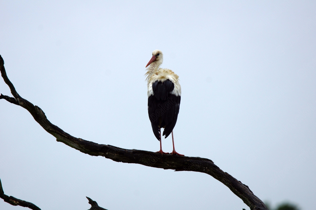 Une cigogne noire se tient perchée sur une branche, ciel clair en arrière-plan.