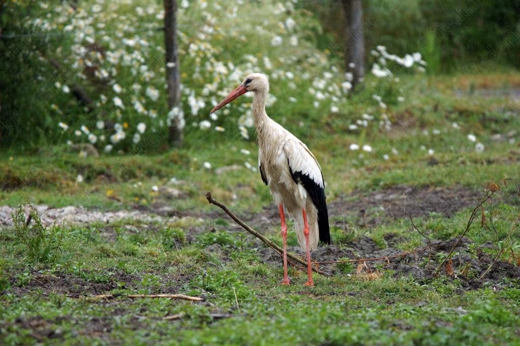 Une cigogne blanche se tient debout dans un pré fleuri.