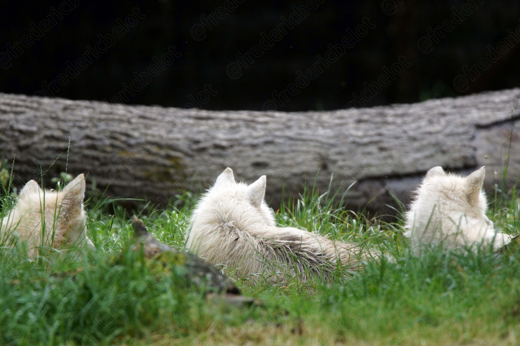 Trois louveteaux blancs sont couchés côte à côte dans l'herbe.