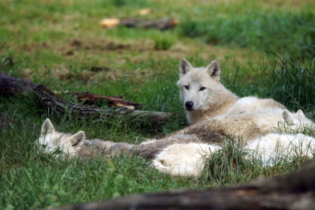 Un loup blanc adulte est allongé dans l'herbe, entouré de louveteaux endormis.