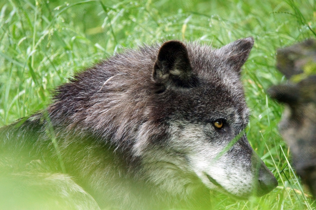 Portrait rapproché d'un loup gris, regard perçant à travers les herbes hautes.