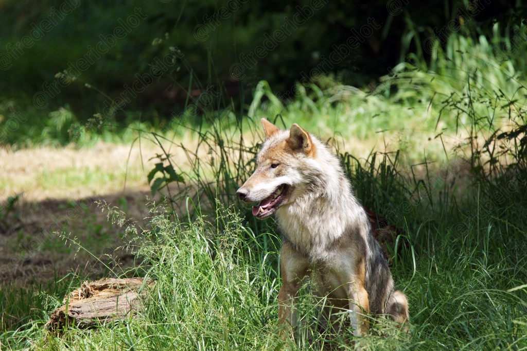 Un loup se tient debout dans une clairière herbeuse, gueule entrouverte.