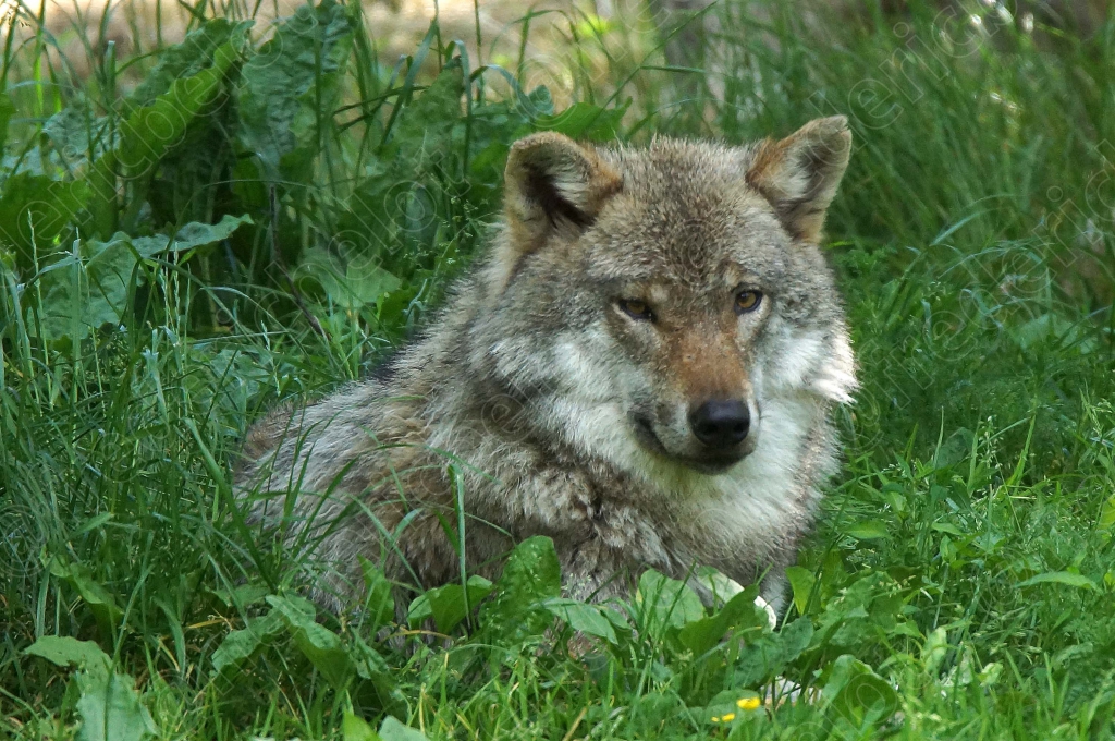 Un loup roux et gris est assis dans les hautes herbes vertes.