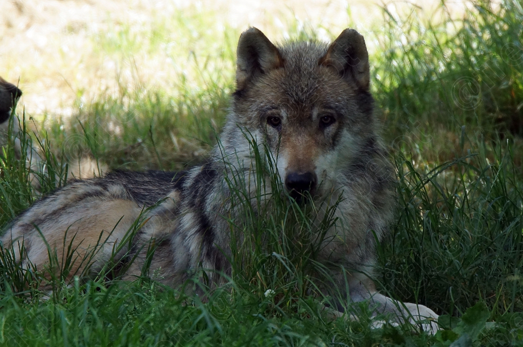 Un loup est couché dans l'herbe à l'ombre, regard vers l'objectif.