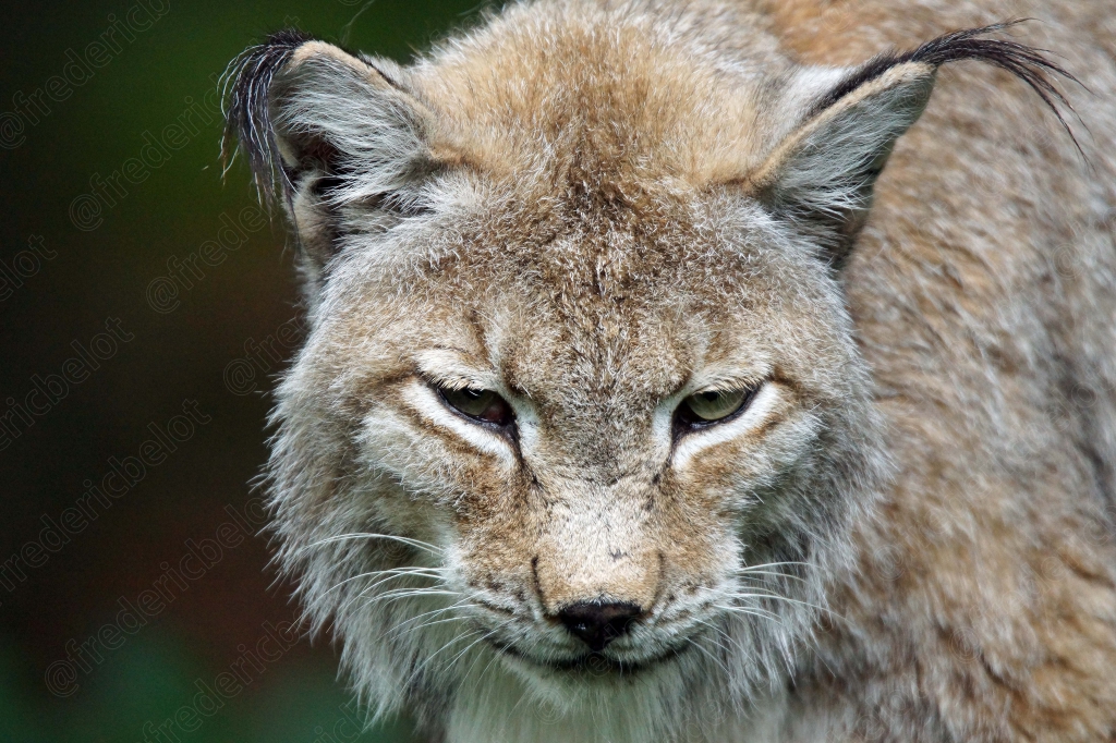 Portrait rapproché d'un lynx boréal, pinceaux d'oreilles bien visibles.