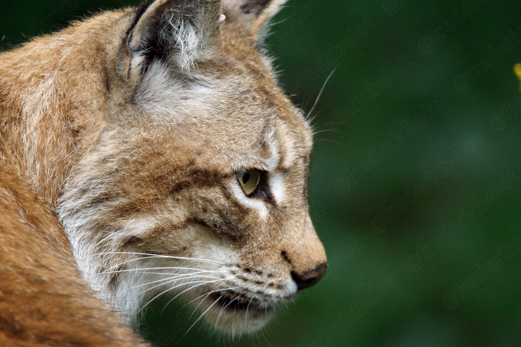 Un lynx boréal de profil, regard attentif tourné vers la droite.