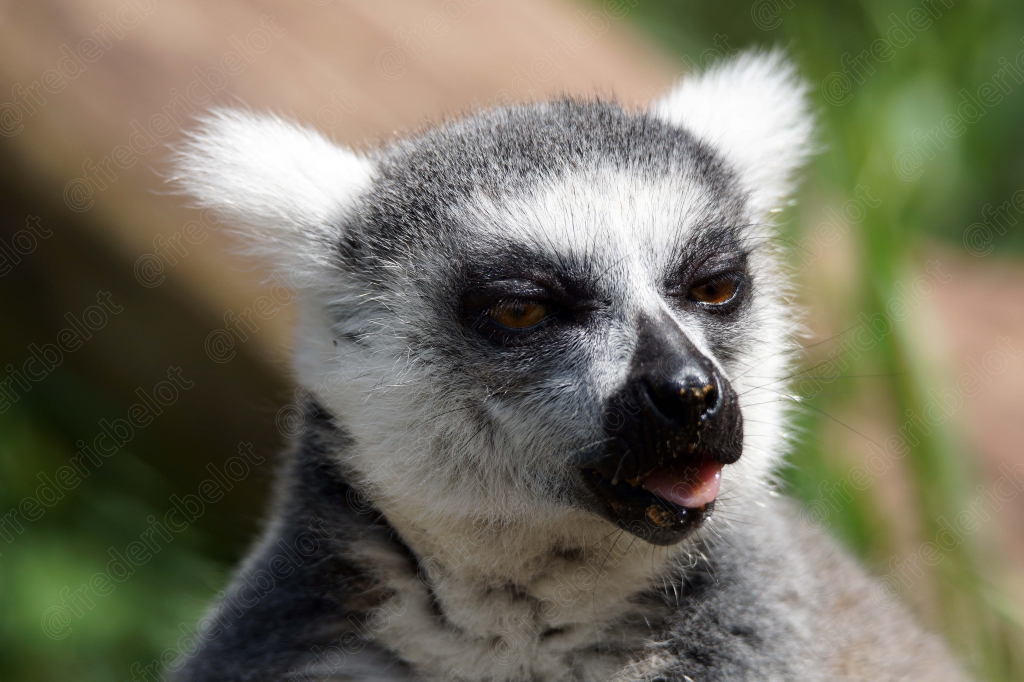 Portrait rapproché d'un lémurien catta, museau noir et pelage gris et blanc.