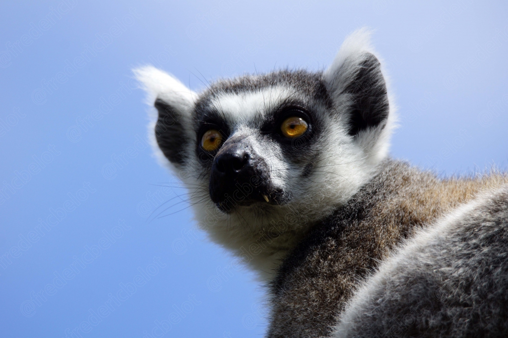 Un lémurien catta aux yeux orange vif regarde vers le ciel.