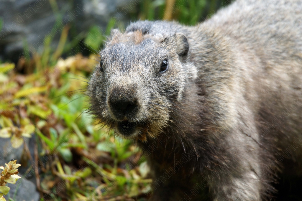 Une marmotte des Alpes se tient debout dans l'herbe, museau grisonnant.