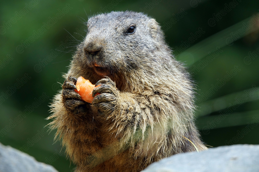 Une marmotte tient un morceau de nourriture entre ses pattes, en train de manger.