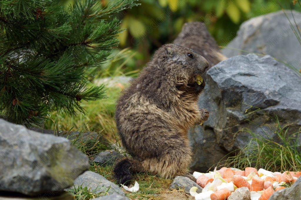 Une marmotte assise grignote de la nourriture posée sur un rocher.