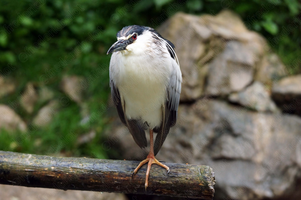 Un héron bihoreau gris perché sur une branche, plumage noir, blanc et gris.