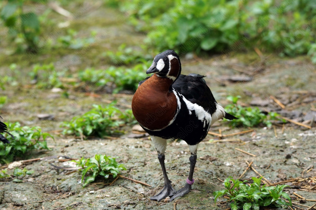 Une nette rousse mâle se tient au sol, plumage roux et noir caractéristique.
