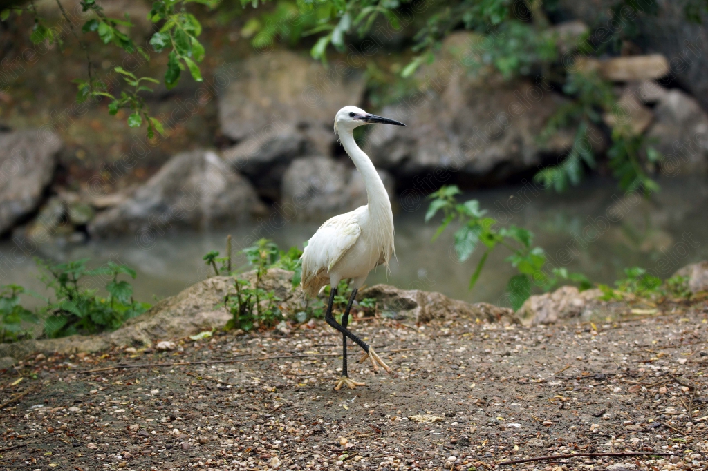 Une aigrette garzette se tient debout au bord d'un point d'eau.