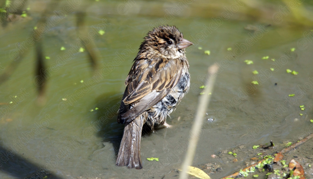 Un petit passereau prend un bain dans une eau peu profonde.