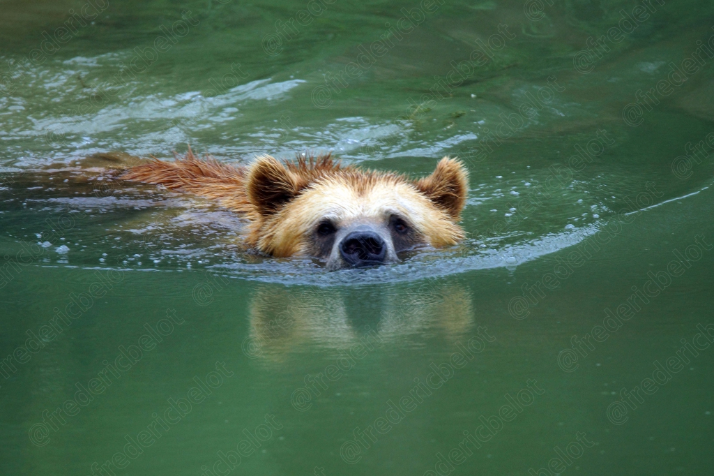 Un ours brun nage, tête émergeant de l'eau verte.