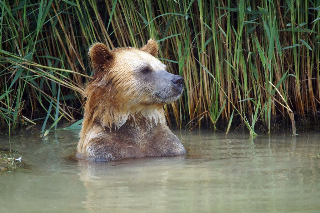Un ours brun se tient dans l'eau entouré de roseaux.