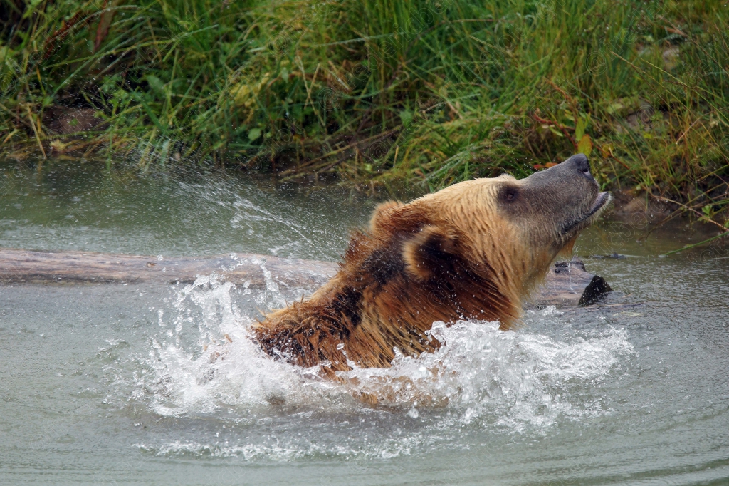 Un ours brun s'ébroue en éclaboussant abondamment l'eau.
