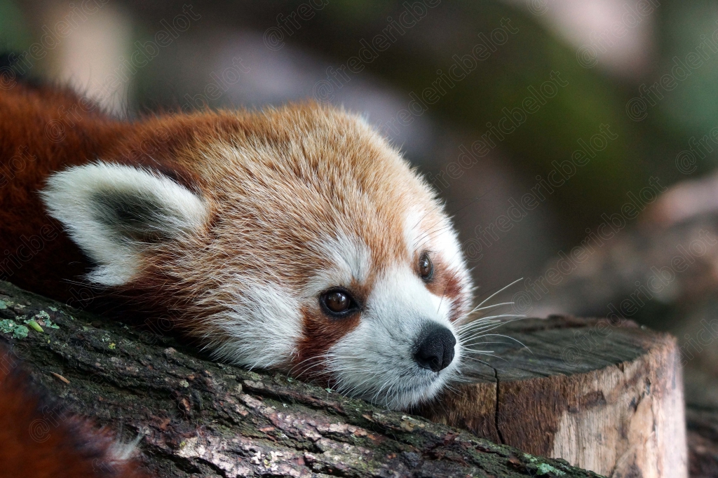 Portrait rapproché d'un panda roux somnolent, appuyé contre une souche.