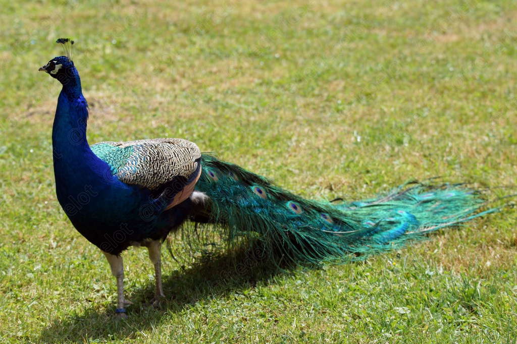 Un paon fait la roue sur une pelouse, longue traîne de plumes déployée.