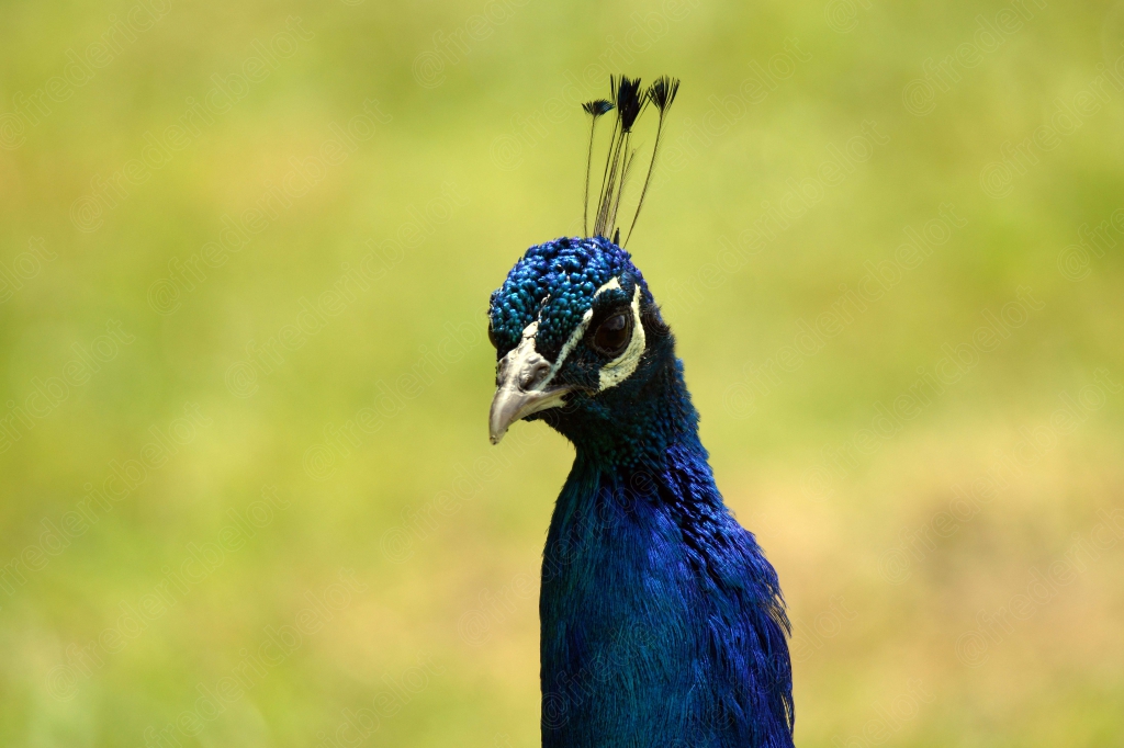 Portrait rapproché de la tête d'un paon, huppe et plumage bleu iridescent.