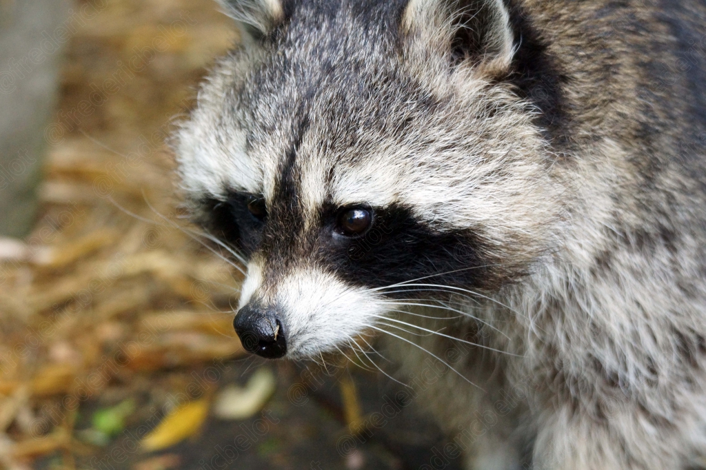 Portrait rapproché de la tête d'un raton laveur, masque facial caractéristique.
