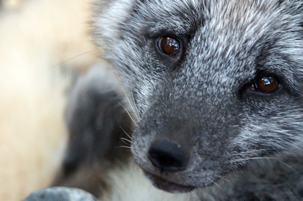 Portrait très rapproché du visage d'un renard polaire.