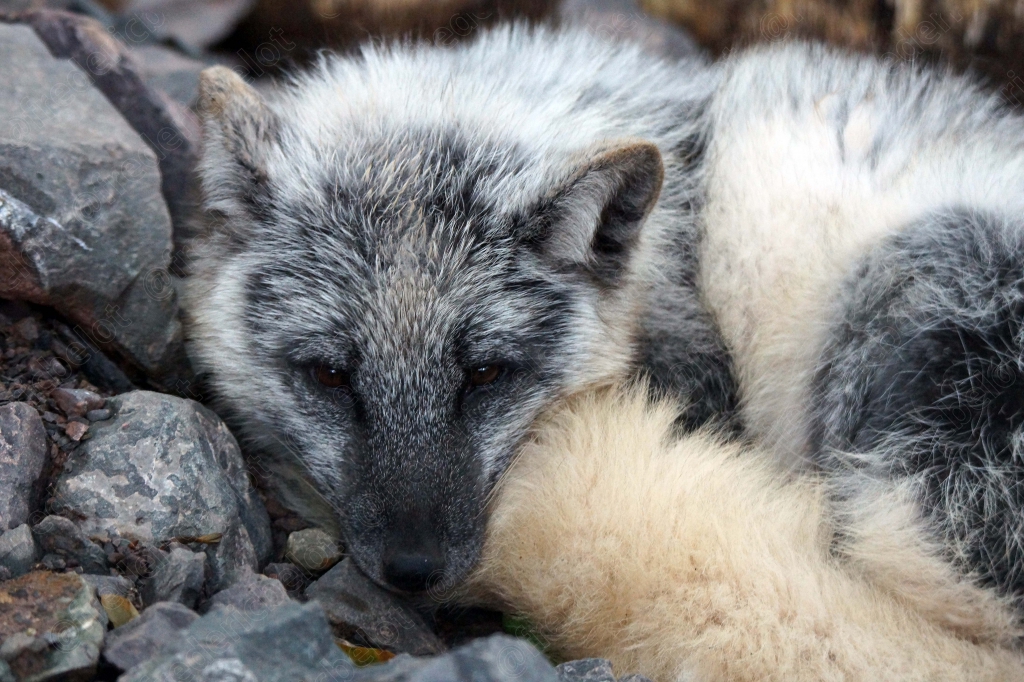 Un renard polaire endormi, pelage gris et blanc, niché entre les rochers.
