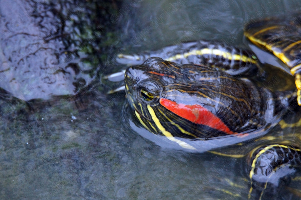 Une tortue aquatique nage à la surface de l'eau, museau rouge caractéristique.