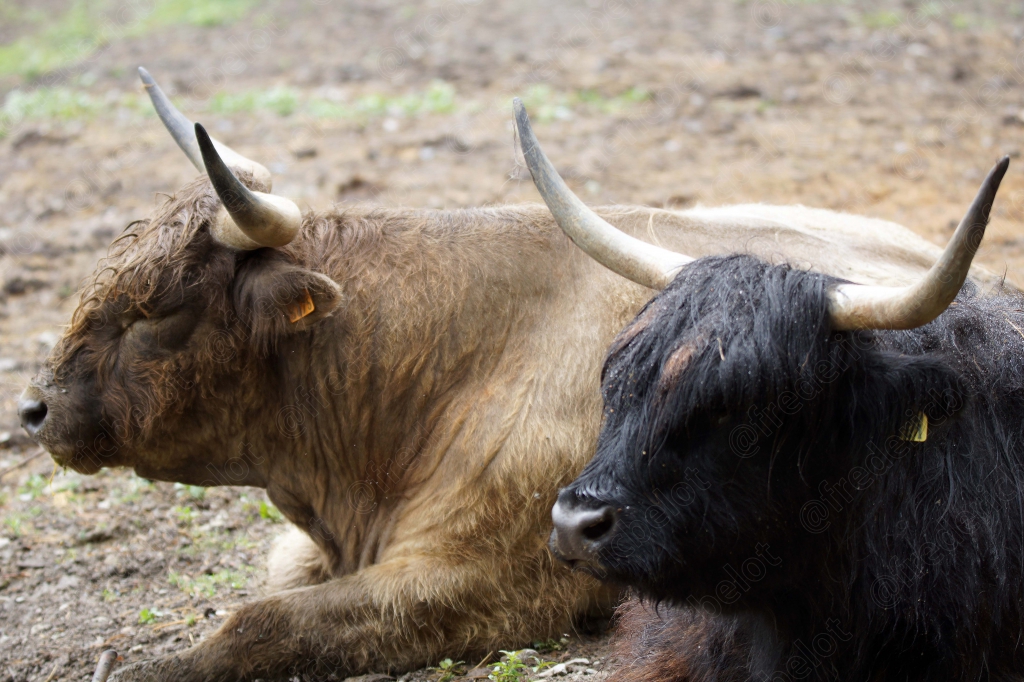 Deux bovins à longues cornes se reposent côte à côte dans un pré.