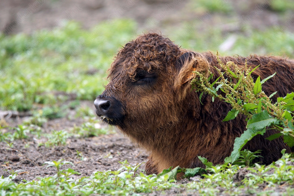 Un jeune bovin au pelage brun et hirsute broute, brindilles dans les poils.