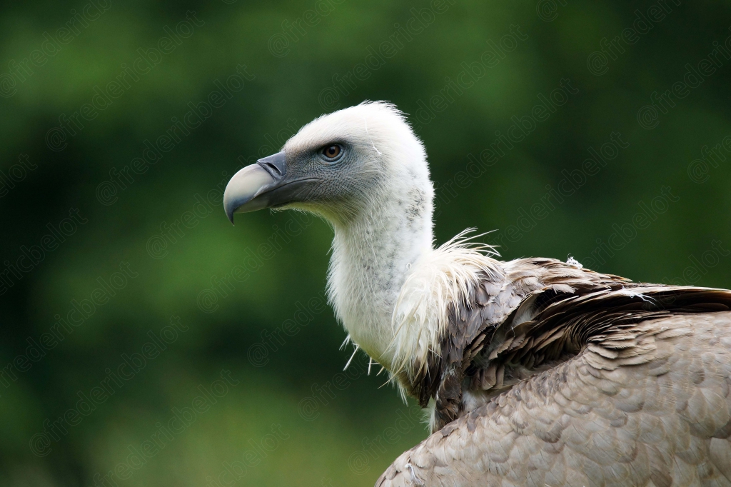 Portrait de profil d'un vautour fauve, tête et bec massif bien visibles.