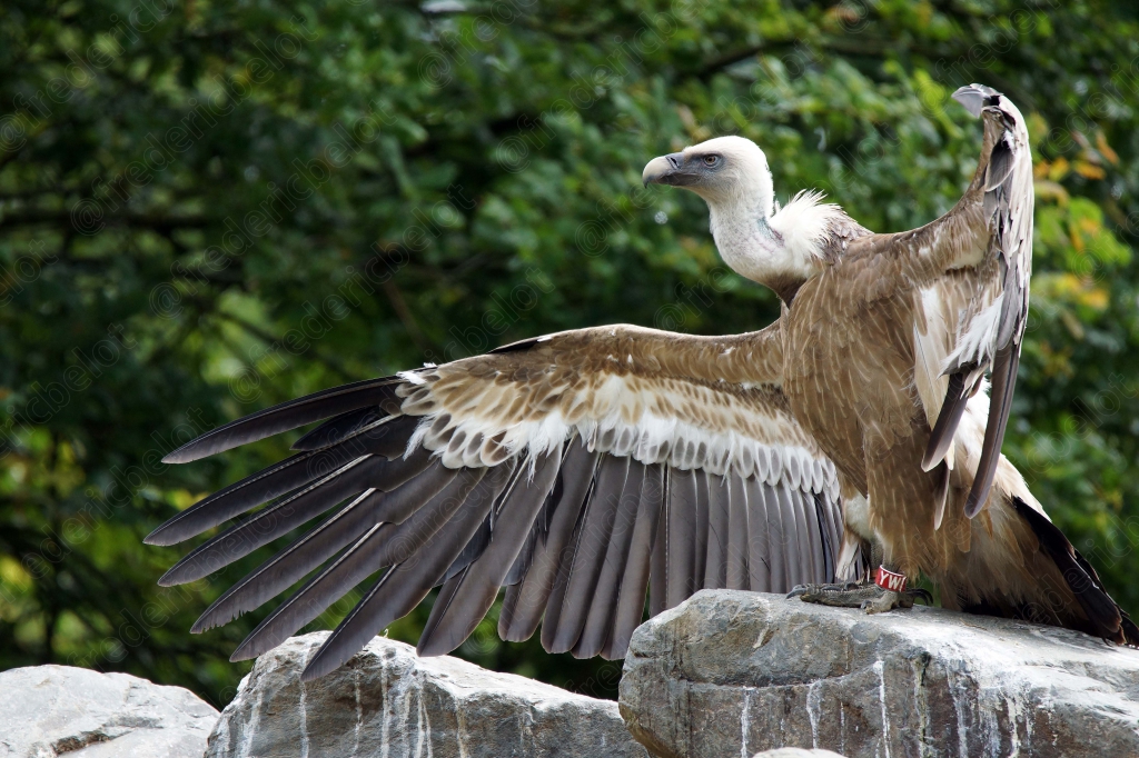 Un vautour fauve déploie ses ailes, perché sur un rocher.