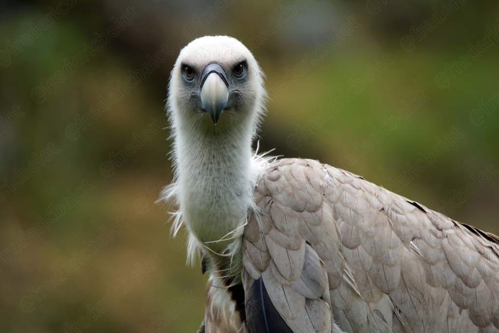 Portrait frontal d'un vautour fauve, plumage duveteux autour du cou.