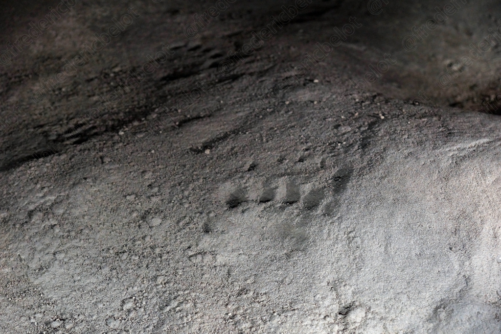 Empreintes visibles dans le sédiment fin recouvrant le sol de la grotte.
