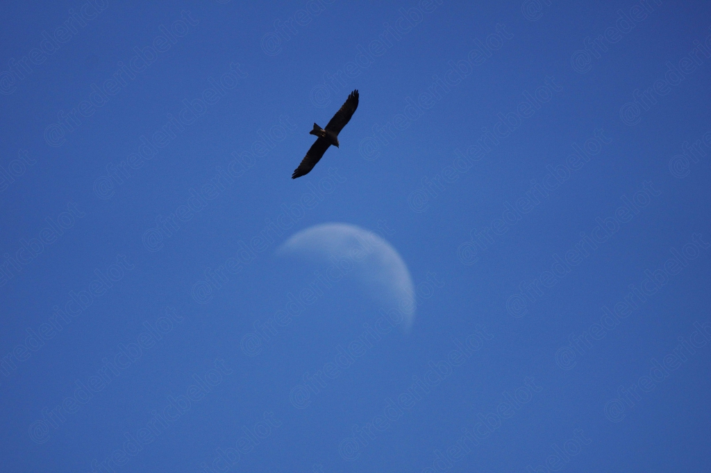 Un rapace plane dans un ciel bleu où la lune est encore visible en plein jour.
