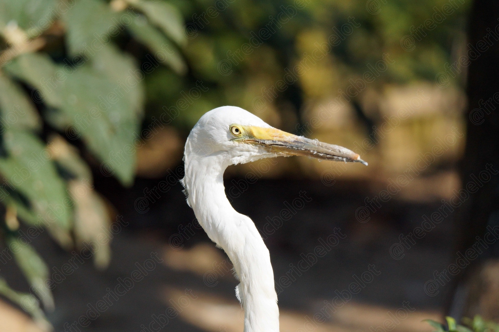 Une aigrette garzette au long bec jaune, vue de profil.