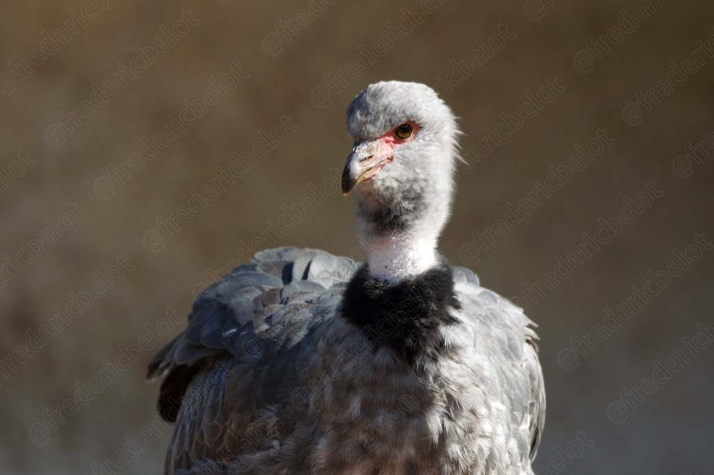 Un vanneau huppé au plumage gris et noir se tient immobile.