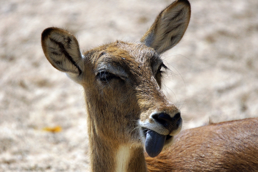 Une antilope penche la tête, oreilles dressées, regard curieux.