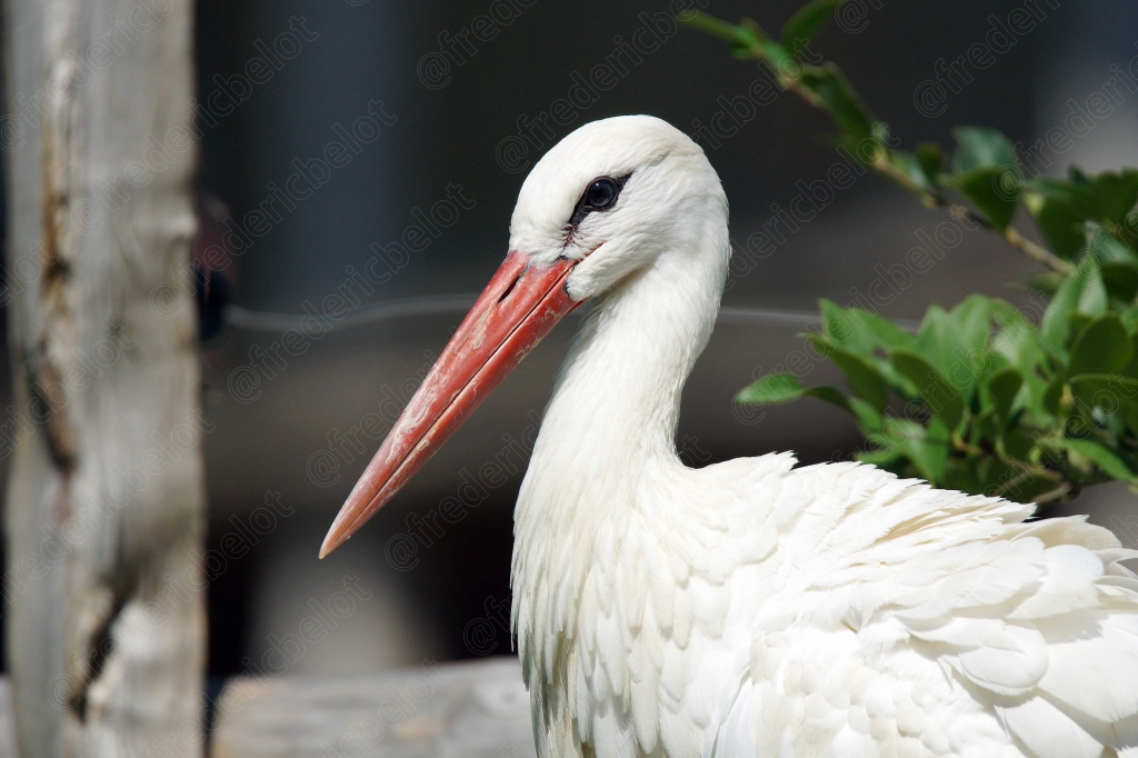 Une cigogne blanche au long bec rouge se tient de profil.