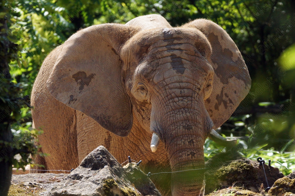 Un éléphant d'Afrique se tient debout, trompe et défenses visibles.
