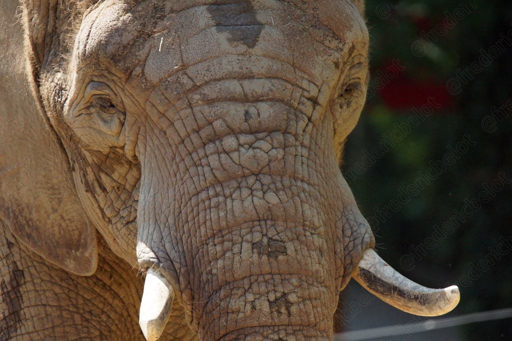 Portrait rapproché de la tête d'un éléphant d'Afrique, peau ridée détaillée.