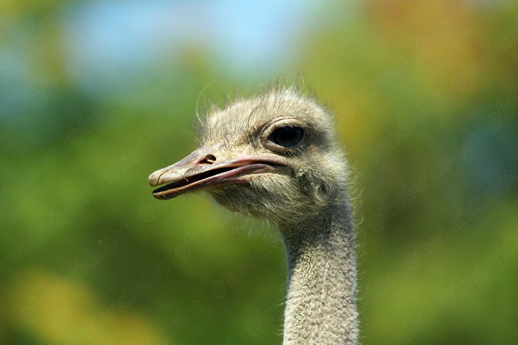 Portrait rapproché d'une autruche, plumage duveteux autour du cou.